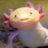 Axolotl Gaming