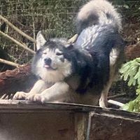 Wolfdogs Ofthe Redwood Coast