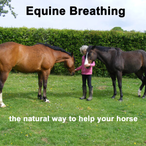 Relieving spookiness with Equine Breathing