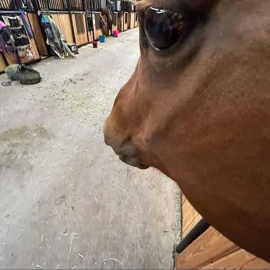 _neigh_
