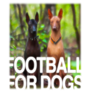 football for Dogs