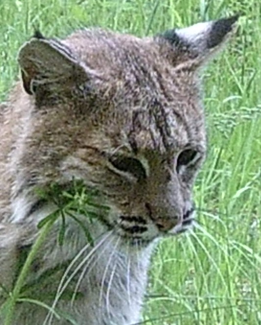 Bobcat