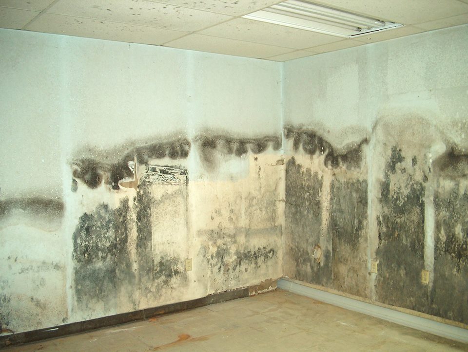 Mold Remediation NJ