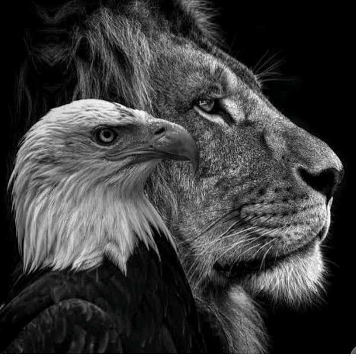 |⚔️ AIDOO 🌳 DANIEL 🦅⚖️|•
