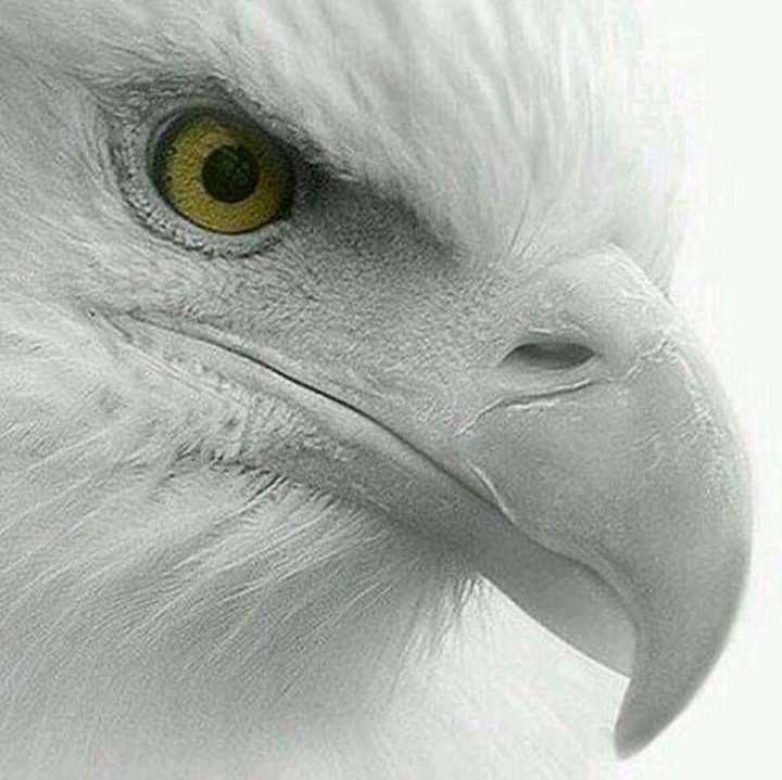THE EAGLE EYE 🦅👁️🔥