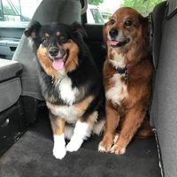 Paula Fanelli Crandell