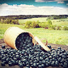 Bluegrass Blueberries