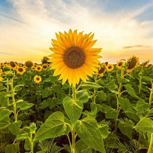 🌻 Sunflower 🌻