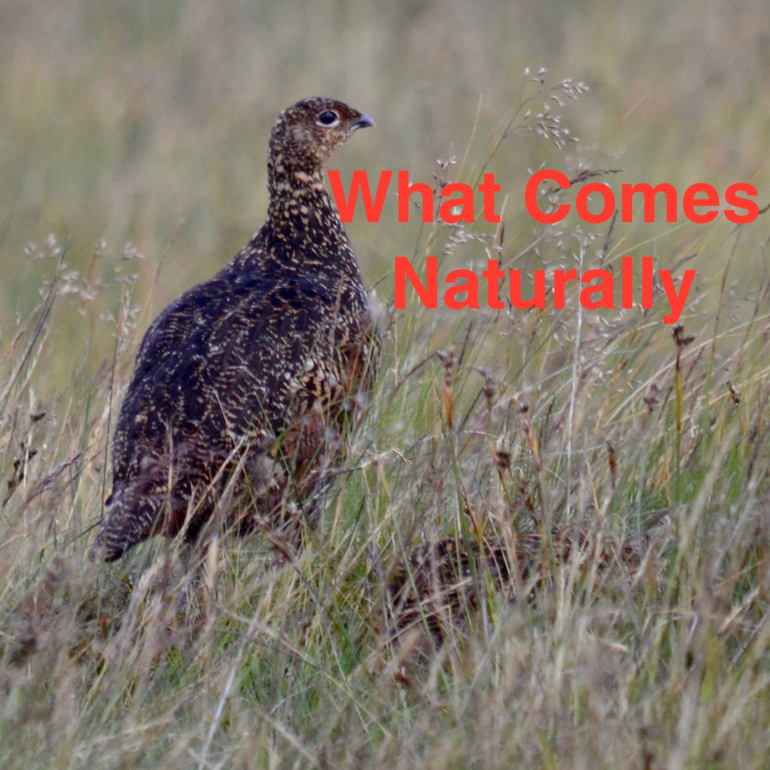 What Comes Naturally Podcast