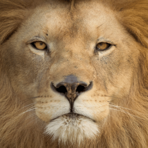 Time To Roar with Pastor Dave Bryan