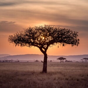 Bipeds on the Serengeti - the First Four Million Years