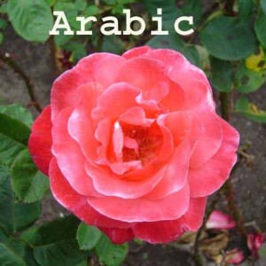 Arabic102