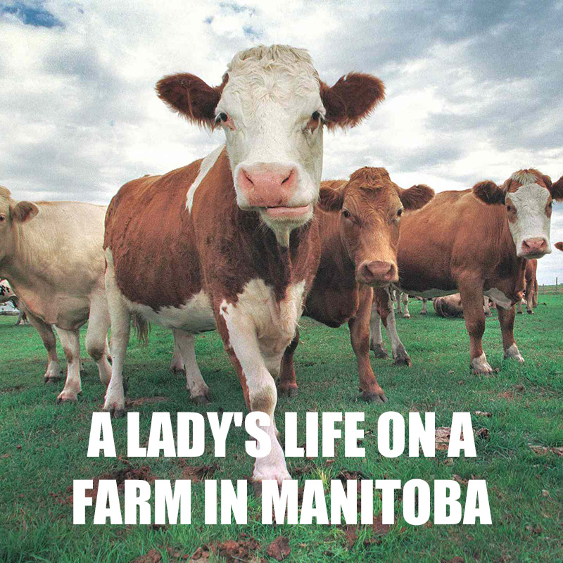 A Lady's Life on a Farm in Manitoba