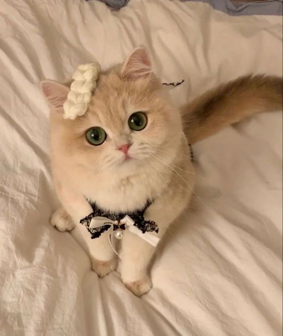 คุนแมวสายแป๋