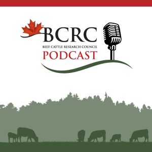 Welcome to the Canadian beef cattle podcast!