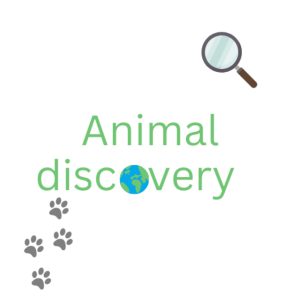 Animal discovery