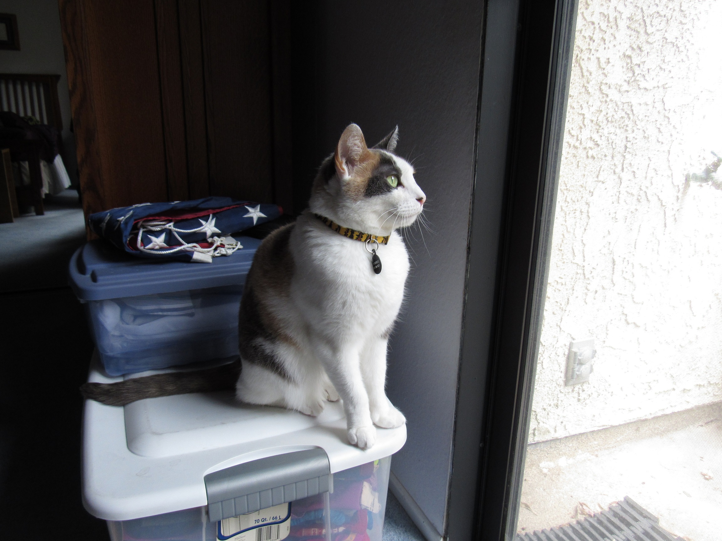 An old Bear's Podcast