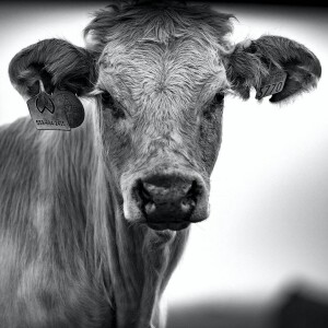 Gary Godley on The Cattleman's Corner