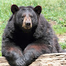 Tennessee “Tp” Bear