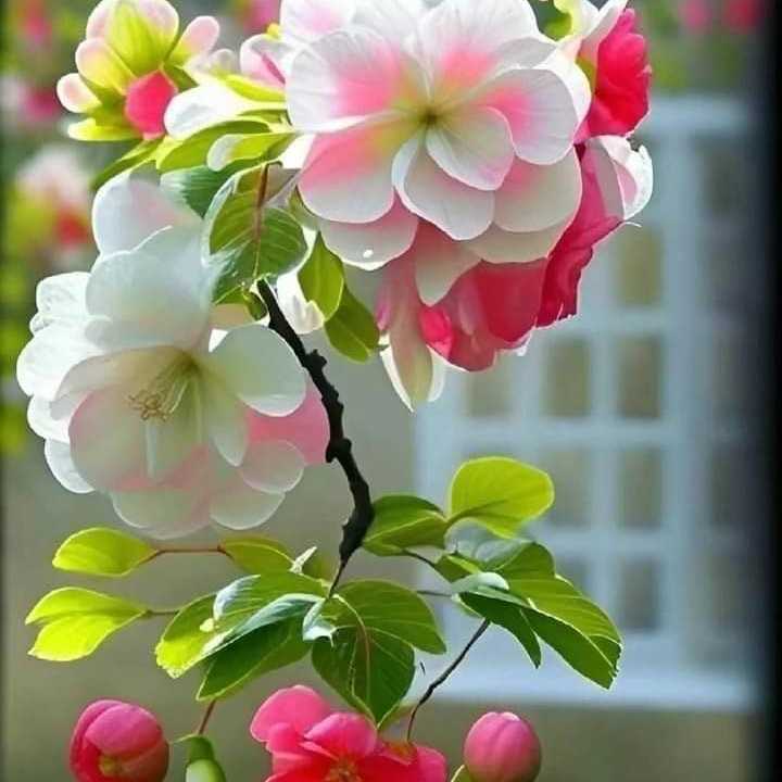 Nyameye 🌹❤️♥️💋