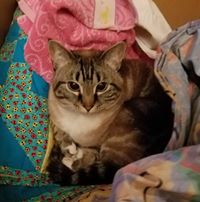 Izzy