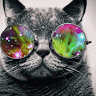 I’m a cat