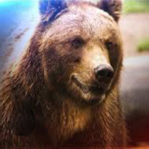 The Grizzly Maze Podcast