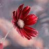 Bushra Munir