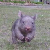 Bob Wombat