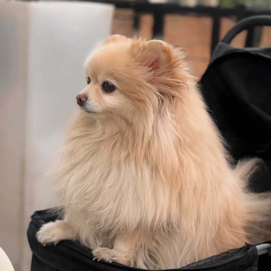 Minoo