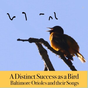 Episode 4. A kayak trip up the Charles River in search of Baltimore oriole song.