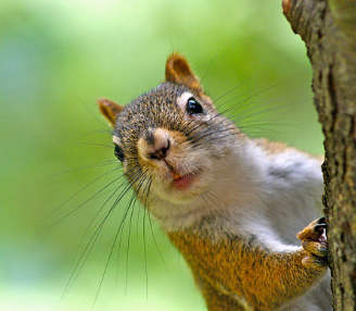 Sassy Squirrel