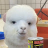 N T