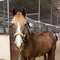 Barbara Richardson Lewis