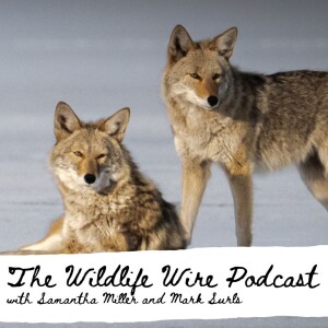 Episode 7: Wildlife management language with Mandy Culbertson of Wildlife for All