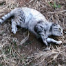 Rina Roche (Lazy Kitty)