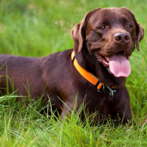 I väntan på min nya ledarhund Avsnitt 14 Ledarhundens dag.