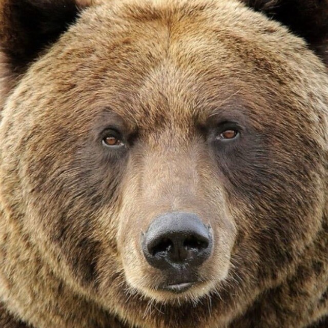 problembear