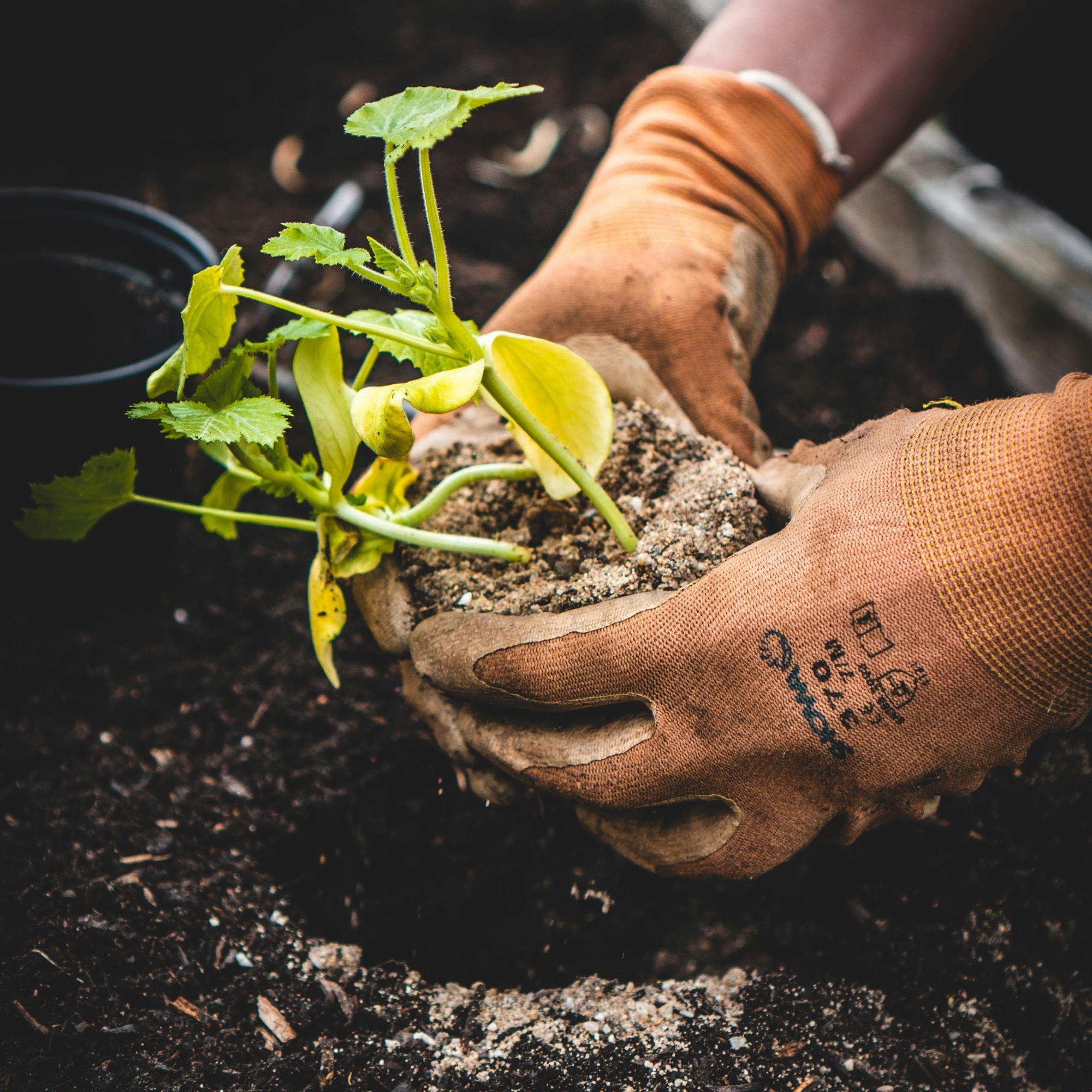 Growing with Passion: My Journey in Planting