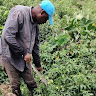 roger agyapong
