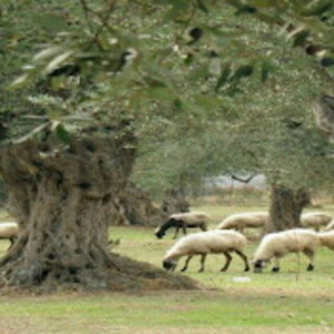 The Olive Grove Podcast 1 Peter 3 Discussion