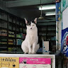 Noppawan Kittikanokkul