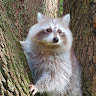 411 Wildlife Org