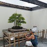 Bonsai Guy