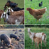 Coyote Creek Ranch