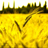 profile logo