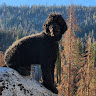 Cord Johnson (Poodlepeople)
