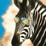 Sneaky Zebra