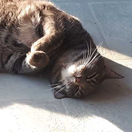 Conky’s cat chat
