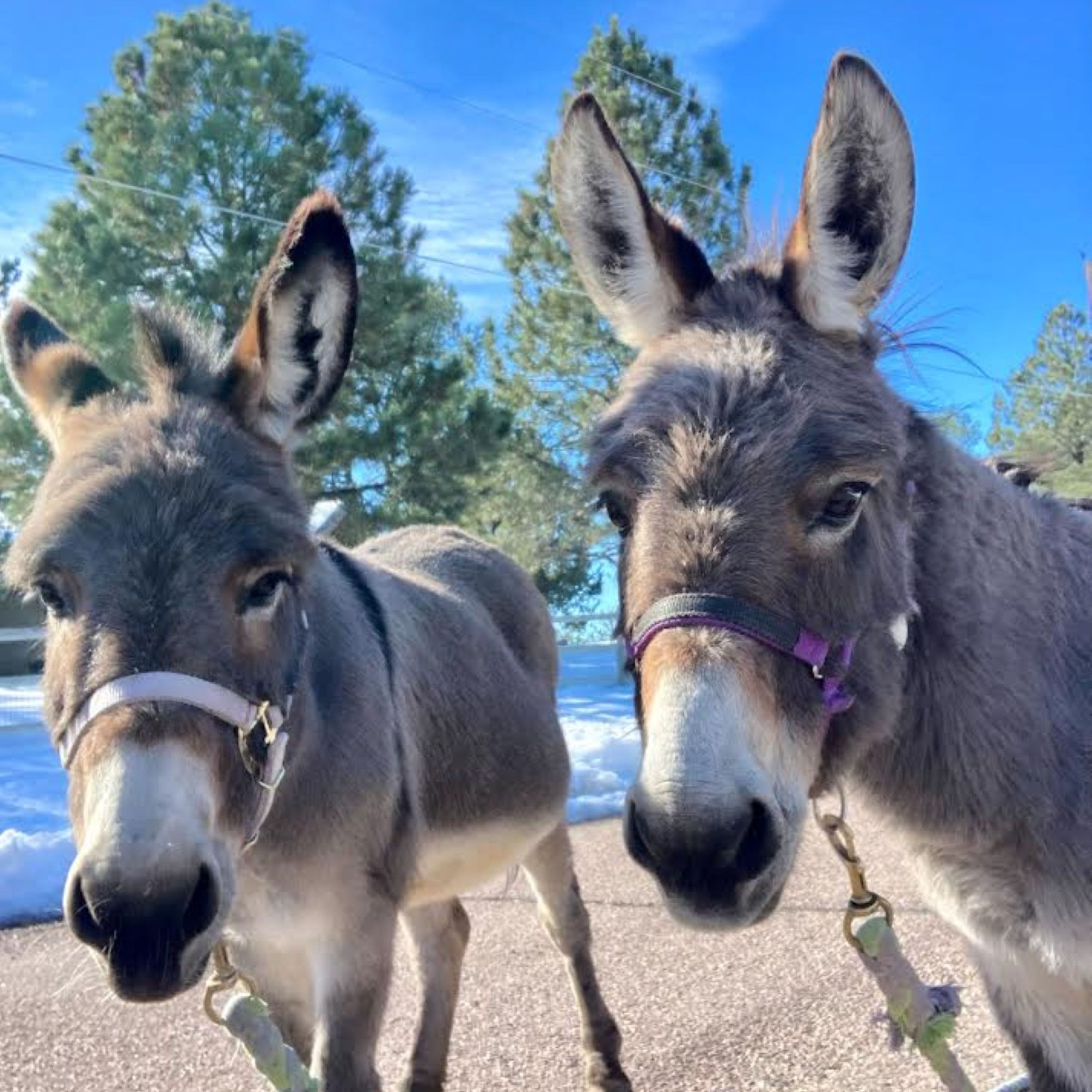 DosDonkeys podcast artwork